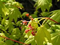 Acer palmatum cv Saoshika (fam Aceracees) (Photo F. Mrugala) (4)